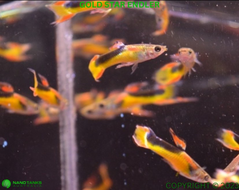 Gold Star Endler Males – Nano Tanks Australia Aquarium Shop