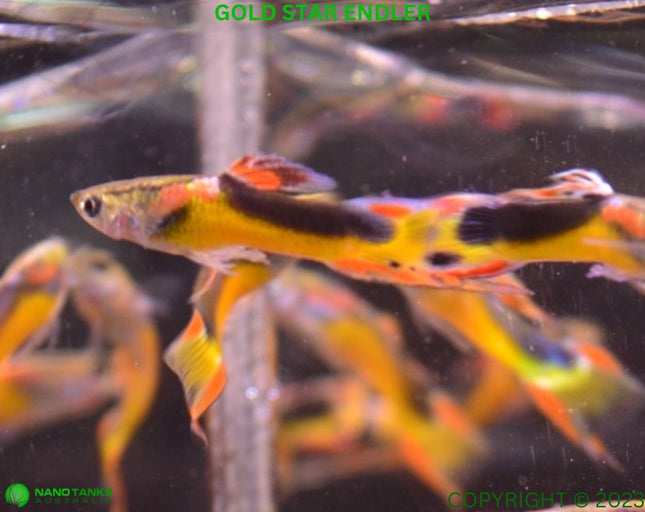 Gold Star Endler Males - Nano Tanks Australia Aquarium Shop