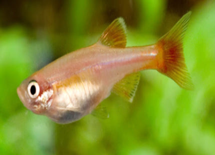 Gold White Cloud Mountain Minnows 2-3cm - Nano Tanks Australia Aquarium Shop