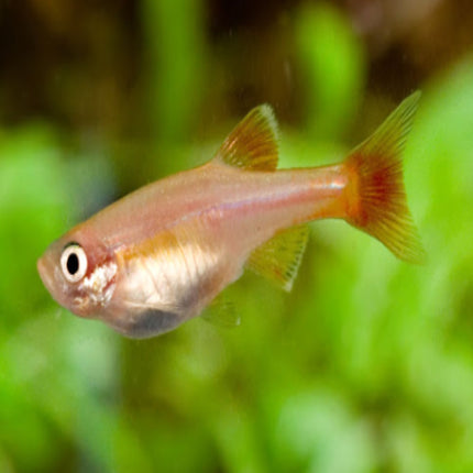 Gold White Cloud Mountain Minnows 2-3cm - Nano Tanks Australia Aquarium Shop