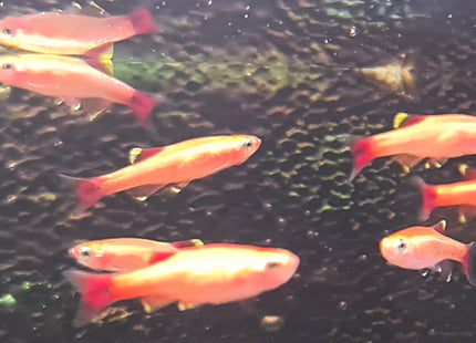 Gold White Cloud Mountain Minnows 2-3cm - Nano Tanks Australia Aquarium Shop