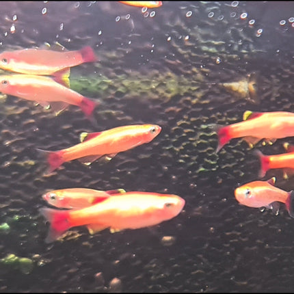 Gold White Cloud Mountain Minnows 2-3cm - Nano Tanks Australia Aquarium Shop