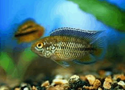 Golden Dwarf Cichlid Nannacara anomala - Nano Tanks Australia Aquarium Shop