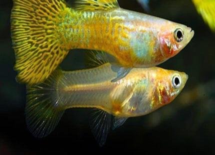 Golden Guppy Female - Nano Tanks Australia Aquarium Shop