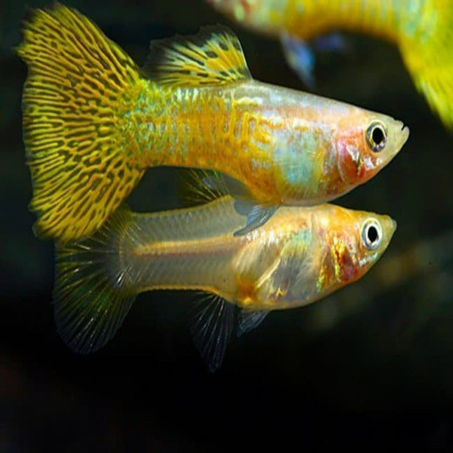 Golden Guppy Female - Nano Tanks Australia Aquarium Shop