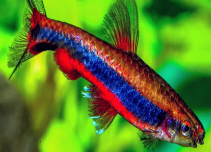 Golden Pencilfish (Nannostomus beckfordi) - Nano Tanks Australia Aquarium Shop