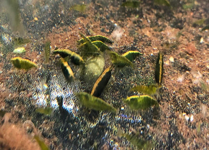 Green Cherry Shrimp - Nano Tanks Australia Aquarium Shop