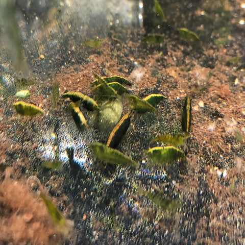 Green Cherry Shrimp - Nano Tanks Australia Aquarium Shop