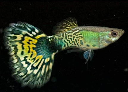 Green Cobra Guppy Males - Nano Tanks Australia Aquarium Shop