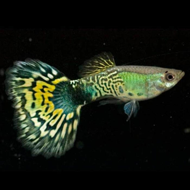 Green Cobra Guppy Males - Nano Tanks Australia Aquarium Shop