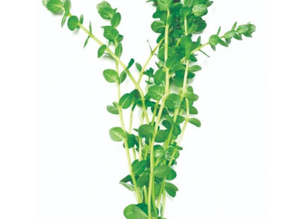 Green/ Gold Pennywort Aquarium Plant for Background 5 stems 10cm - Nano Tanks Australia Aquarium Shop