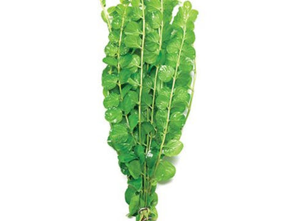 Green/ Gold Pennywort Aquarium Plant for Background 5 stems 10cm - Nano Tanks Australia Aquarium Shop
