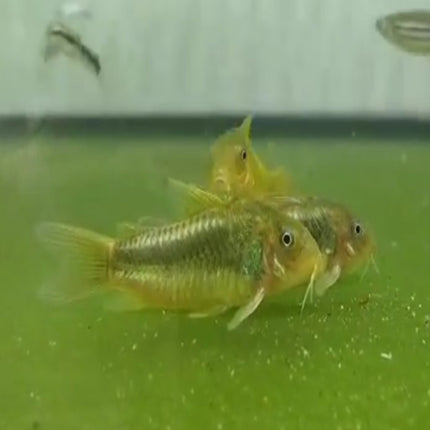 Green Laser Corydoras WILD CAUGHT STOCK - Nano Tanks Australia Aquarium Shop