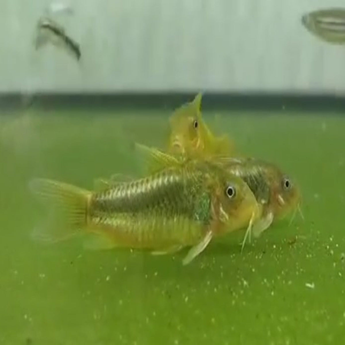 Green Laser Corydoras WILD CAUGHT STOCK – Nano Tanks Australia Aquarium