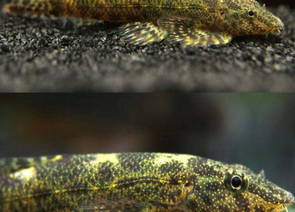 Green Lizard Loach, Gecko Loach , Aligator Hillstream Loach (Homaloptera tweediei) 5cm - Nano Tanks Australia Aquarium Shop