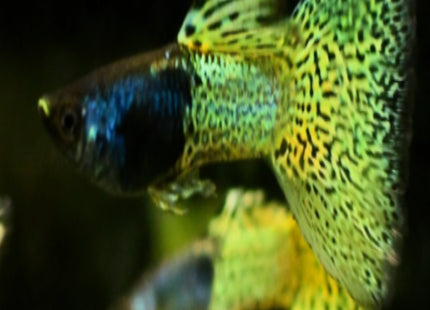 Green Metal head Snakeskin Guppy - Nano Tanks Australia Aquarium Shop