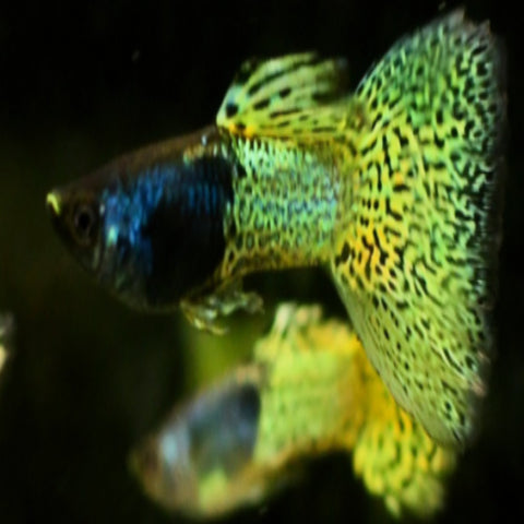 Green Metal head Snakeskin Guppy - Nano Tanks Australia Aquarium Shop