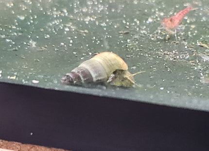 GREEN Rabbit Snails 2cm - Nano Tanks Australia Aquarium Shop