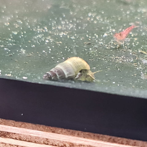 GREEN Rabbit Snails 2cm - Nano Tanks Australia Aquarium Shop