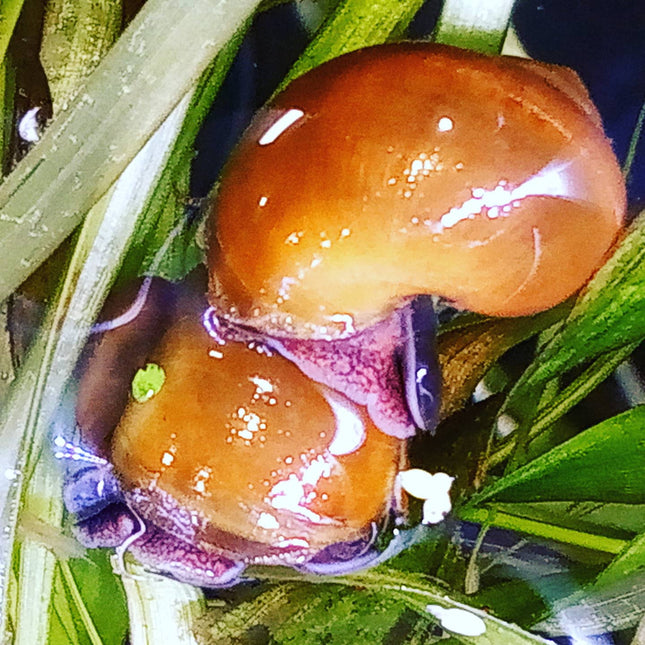 Green Shell Purple/Black Footed Mystery Snail (POMACEA BRIDGESII) Small - Nano Tanks Australia Aquarium Shop