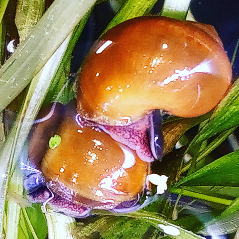 Green Shell Purple/Black Footed Mystery Snail (POMACEA BRIDGESII) Small - Nano Tanks Australia Aquarium Shop
