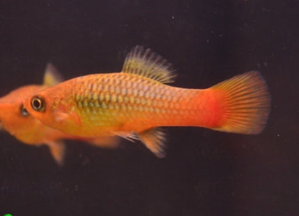 Green Variatus Platy - Nano Tanks Australia Aquarium Shop