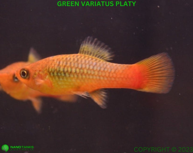 Green Variatus Platy - Nano Tanks Australia Aquarium Shop