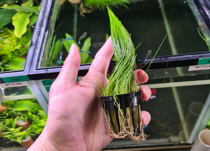 Hair Grass on Pot - Nano Tanks Australia Aquarium Shop
