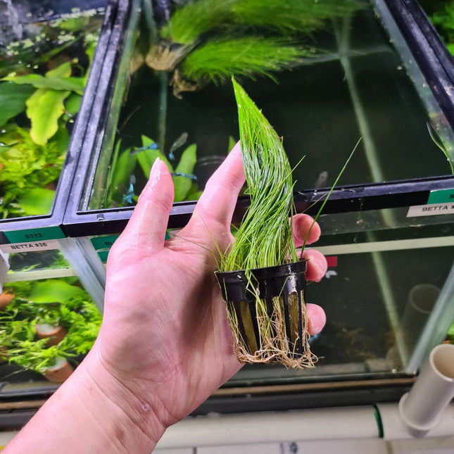 Hair Grass on Pot - Nano Tanks Australia Aquarium Shop