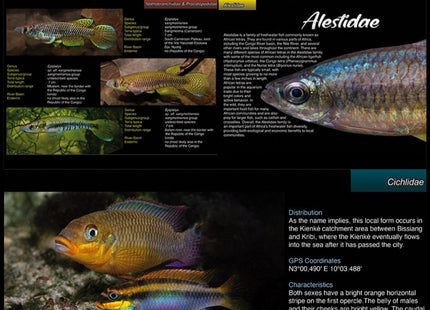 HARD COVER BOOK: Freshwater Fishes of Cameroon By Michel Keijman - Nano Tanks Australia Aquarium Shop
