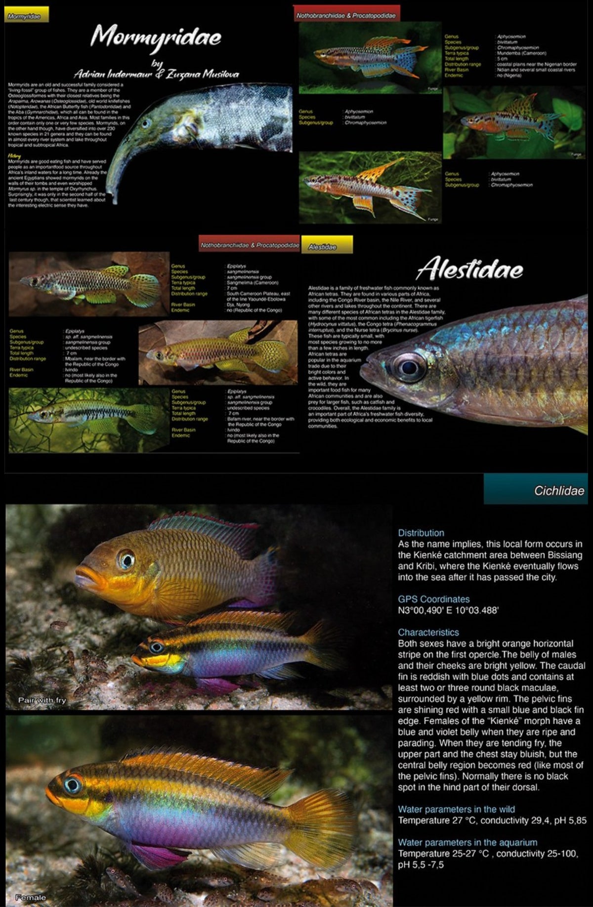 HARD COVER BOOK: Freshwater Fishes of Cameroon By Michel Keijman - Nano Tanks Australia Aquarium Shop