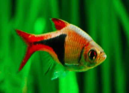 Harlequin Rasbora - Nano Tanks Australia Aquarium Shop
