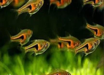 Hengeli Rasbora - Nano Tanks Australia Aquarium Shop