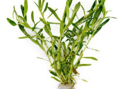 Heteranthera Zosterifolia 5 stems around 10cm each - Nano Tanks Australia Aquarium Shop