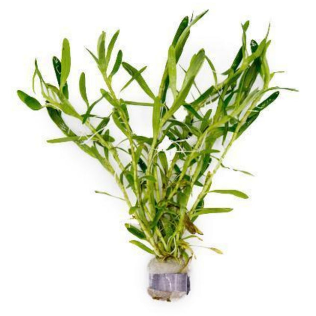 Heteranthera Zosterifolia 5 stems around 10cm each - Nano Tanks Australia Aquarium Shop