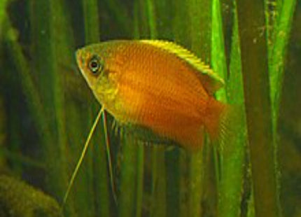 Honey Gourami 5cm - Nano Tanks Australia Aquarium Shop