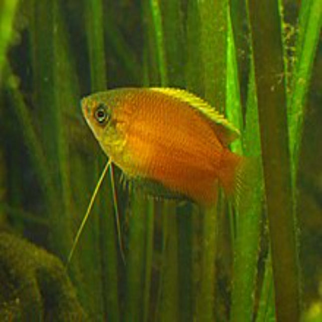 Honey Gourami 5cm - Nano Tanks Australia Aquarium Shop