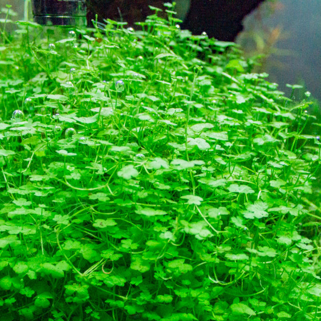 Hydrocotyle Tripartita in pots - Nano Tanks Australia Aquarium Shop