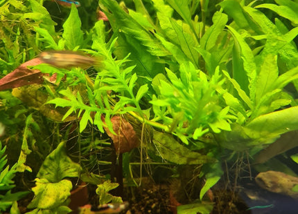 Hygrophila Difformis Water Wisteria Loose or Pots - Nano Tanks Australia Aquarium Shop