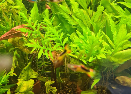 Hygrophila Difformis Water Wisteria Loose or Pots - Nano Tanks Australia Aquarium Shop