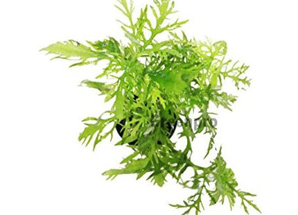Hygrophila Difformis Water Wisteria Loose or Pots - Nano Tanks Australia Aquarium Shop