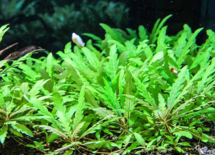 Hygrophila Pinnatifida - Nano Tanks Australia Aquarium Shop