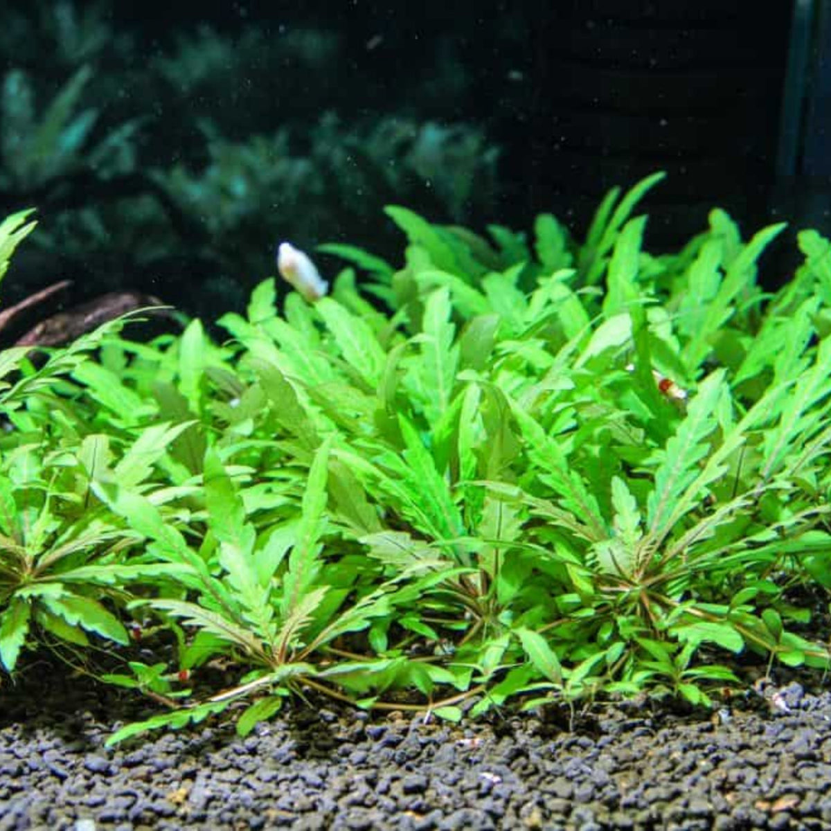 Hygrophila Pinnatifida – Nano Tanks Australia Aquarium Shop