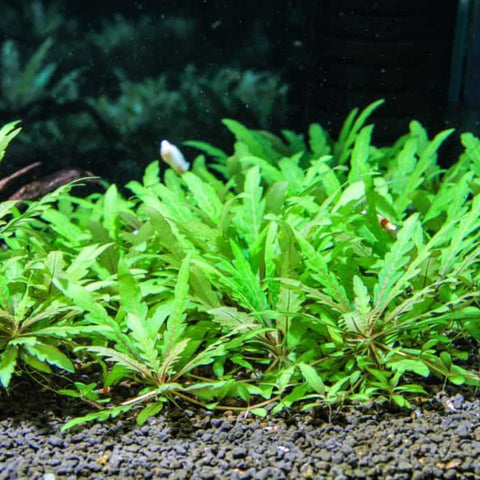 Hygrophila Pinnatifida - Nano Tanks Australia Aquarium Shop