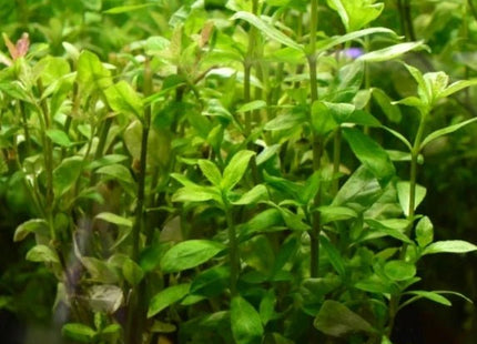 Hygrophila polysperma in terracotta pot - Nano Tanks Australia Aquarium Shop