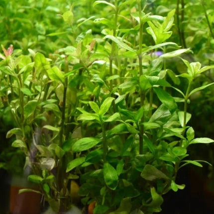 Hygrophila polysperma in terracotta pot - Nano Tanks Australia Aquarium Shop