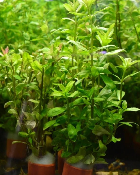 Hygrophila polysperma in terracotta pot - Nano Tanks Australia Aquarium Shop