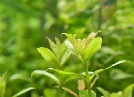 Hygrophila polysperma in terracotta pot - Nano Tanks Australia Aquarium Shop
