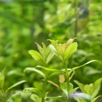 Hygrophila polysperma in terracotta pot - Nano Tanks Australia Aquarium Shop