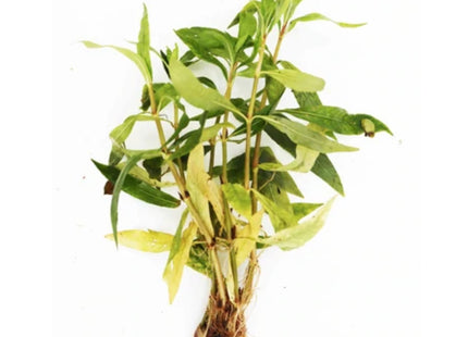 hygrophila Salicifolia 5 stems around 10cm each - Nano Tanks Australia Aquarium Shop